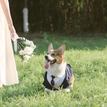 大型犬婚禮服裝套裝/狗衣服燕尾服/貴賓犬/雪納瑞/柯基犬/柴犬/哈士奇/拉布拉多/金毛黃金